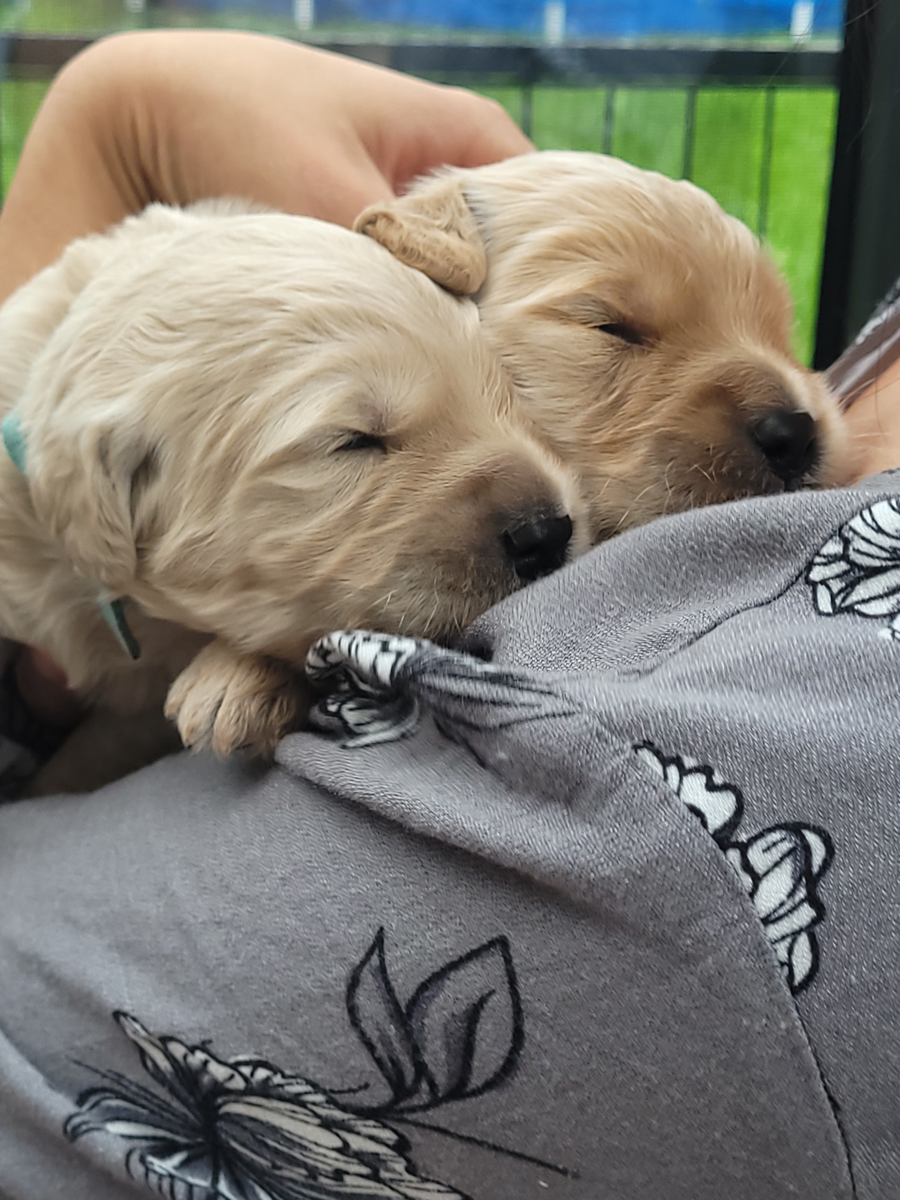 Goldendoodle, standard poodle, Königspudel, Großpudel, Golden Retriever